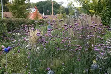 Verbena bonariensis0321.webp