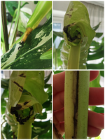 Collage_20210926_153001.webp