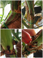 Collage_20210926_152927.webp