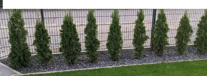 hecke.webp