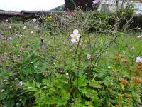 DSC02074.webp