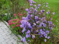 DSC02070.webp