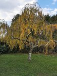 IMG_20210928_163021.jpg