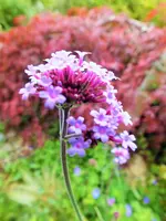 DSCF5078 (2).webp