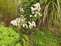 DSCF5065.webp