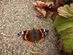 DSCF5071.JPG