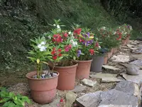 2021Balsamine3.webp