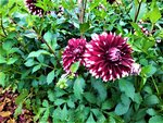 IMG_20210925_105918_1.jpg