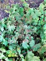 IMG_20210917_130930_1.webp