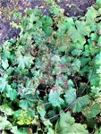 IMG_20210917_130930_1.jpg