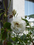 P1050194.JPG