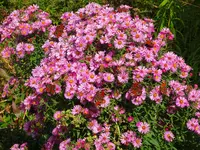 DSC02077.JPG