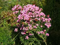 DSC02076.JPG