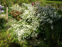 DSC02078.JPG