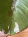 IMG_2943.jpeg