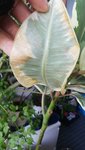 IMG_20211001_180418_365.jpg