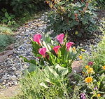 Blumenbeet Oma02 Callas.jpg