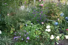 Herbstaster    0521.webp