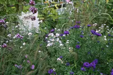 Herbstaster    0921.webp