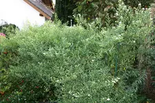 Herbstaster    1021.webp