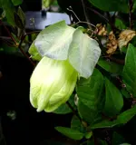 05.1 Glockenrebe.webp