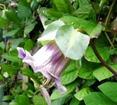 05.2 Glockenrebe.webp