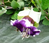 05.3 Glockenrebe.webp