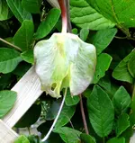 05.4 Glockenrebe.webp