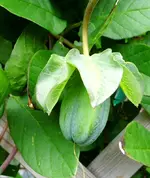 05.5 Glockenrebe.webp