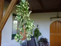 DSC02088.webp