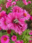 Herbstaster mit Biene.jpg