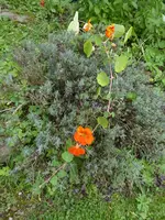 P1050280.webp