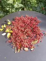 Szechuanernte1.webp