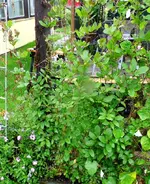 05.7 Glockenrebe.webp
