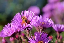 Herbstliche Farben 1.webp Herbstliche Farben 1.webp