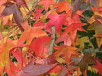 FB_IMG_1593765370916.webp FB_IMG_1593765370916.webp