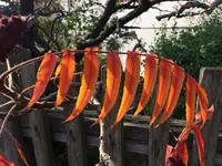 751A35C3-9B97-4A58-803A-079F0A99250F.webp 751A35C3-9B97-4A58-803A-079F0A99250F.webp