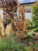 Perückenstrauch-1.webp