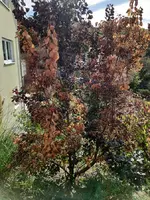 Perückenstrauch-3.webp