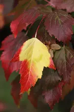 IMG_8359.webp IMG_8359.webp