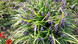 03 Lilientraube.webp