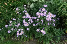 Herbstaster    0221.webp