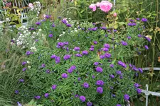 Herbstaster    0621.webp