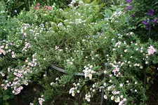 Herbstaster    1121.webp