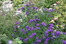 Herbstaster    1221.webp
