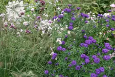 Herbstaster    1321.webp