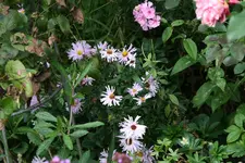 Herbstaster    1421.webp