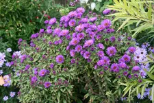 Herbstaster    1621.webp
