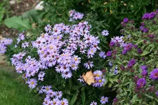 Herbstaster    1721.webp