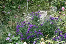 Herbstaster    1921.webp